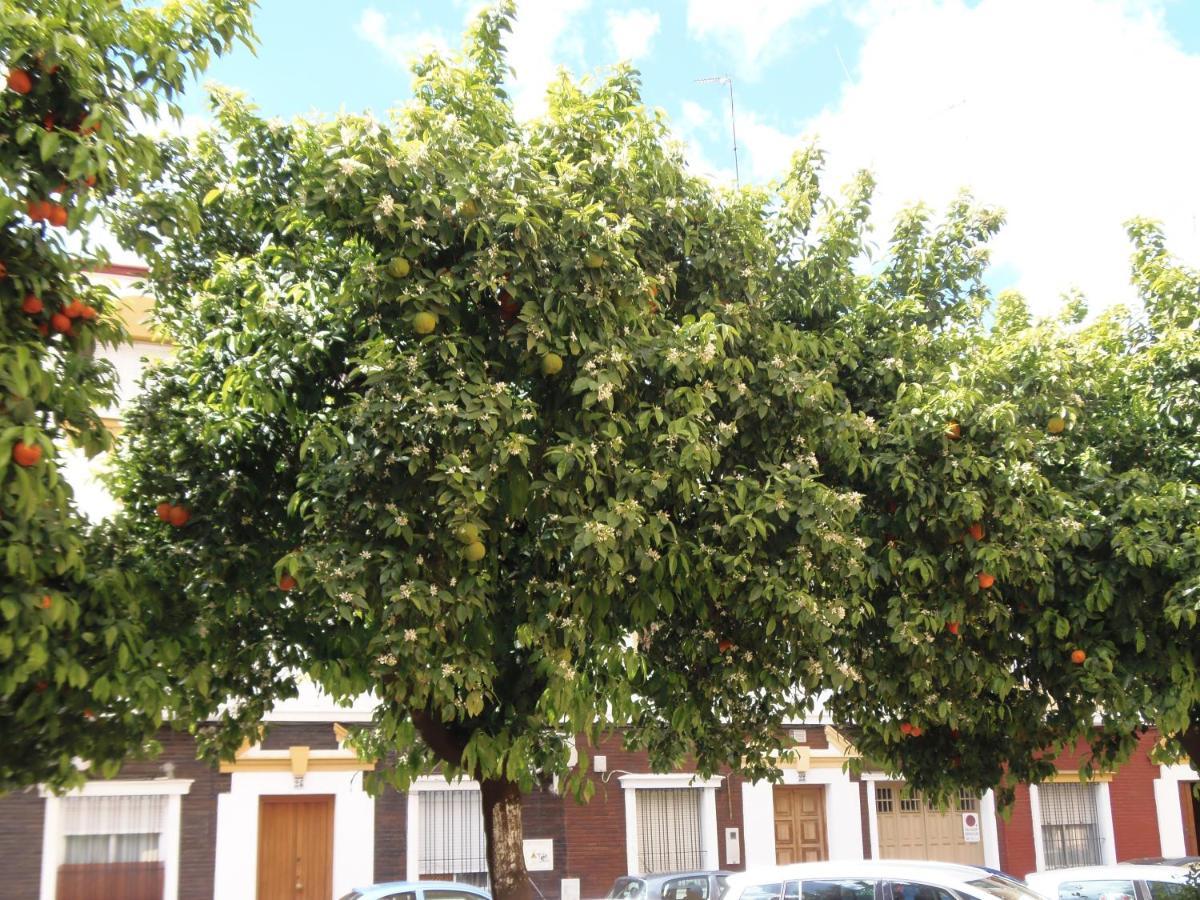 Apartamento En Triana Sevilla Bagian luar foto